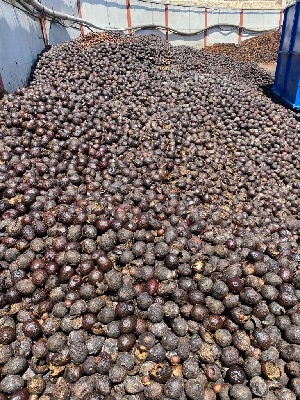 Residuos y desechos de aguacates procedentes de la fabricación de guacamole, consistentes en una mezcla de aguacate completo en diferentes puntos de maduración, pieles, huesos, pulpa, y estos mismos en sus diferentes composiciones que, en todo caso, se encuentra en estado de putrefacción.
El destino de la mercancía es un doble procesamiento para la obtención de aceite refinado.