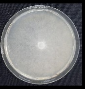 Cultivo de microorganismos patógenos en placa Petri para ser utilizados en la investigación en laboratorio.
Cultivo de microorganismos para usos técnicos (investigación en laboratorio).