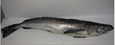 Merluza austral fresca, entera (con cabeza), eviscerada, enfriada y refrigerada. Se presenta en pesos de 1-2 kilos, 2-3 kilos y 3-4 kilos. El producto se despacha en cajas de poliestireno expandido con material absorbente en el fondo. Las cajas tienen un peso variable de 12 -15 kilos. El pescado se cubre con una lámina de plástico y encima se hielo para mantener la temperatura del producto entre -2ºC y +2ºC. Las cajas se cierran con la tapa y se sellan con cinta adhesiva transparente.
Concebido para uso alimentario.