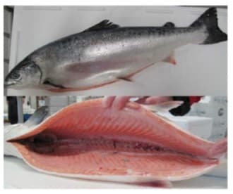 El producto es salmón fresco del atlántico (Salmo Salar). Se presenta eviscerado y con cabeza. El proceso al que se somete el producto es el siguiente: transporte desde planta con bote, aturdimiento, corte de branquias, sangrado, eviscerado, limpieza y clasificación por calidad y peso. El pescado entero se envasa en cajas de poliestireno cerradas, con hielo en la parte superior.
Concebido para uso alimentario.