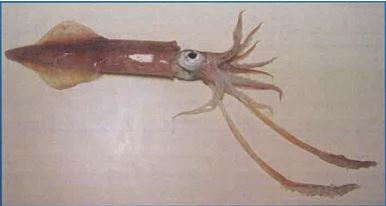 Calamar de Boston congelado “Loligo Pealeii”, sinónimo de “Doryteuthis Pealeii”, pescado con redes de cerco. Mercancía acondicionada en cajas de 10 a 12 kilos.
Concebido para uso alimentario.