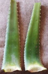 Hojas frescas cortadas de Aloe Vera o Sabila, de la variedad Barbadensis Miller. Se presenta para su venta al por mayor en palets.
Destinado a la fabricación de productos cosméticos y medicinales.