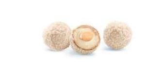 Especialidades crujientes con coco y almendra entera. Lámina redonda rellena de una crema de coco y recubierta con almendra en cubitos. Contenido de azúcares inferior al 70%. Se presenta en estuche de 12 unidades (132 g), y en bolsa doypack de 8 unidades (88 g).
Concebido para uso alimentario