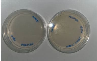 Cultivo en agar del nematodo Caenorhabditis elegans (no patógeno, no tóxico) en placa Petri para ser utilizado en investigación en laboratorio. Los cultivos se envían dentro de un sobre de burbujas.
Cultivo de microorganismos para usos técnicos (investigación en laboratorio).