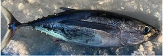 Pescado fresco entero dela especie Thunnus alalunga. Se presenta entero junto con hielo para mantener la frescura durante el transporte.
Concebido para uso alimentario.