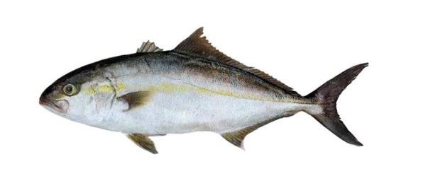 Pescado denominado Medregal Negro (Seriola rivoliana). Se trata de un pescado de cuerpo alargado y potente, perteneciente a la familia Carangidae. Se distingue por su color gris oscuro a marrón verdoso con reflejos metálicos, y una línea clara que cruza diagonalmente desde el hocico hasta el opérculo. Se presenta refrigerado y entero para la venta en mostrador.
Concebido para uso alimentario.