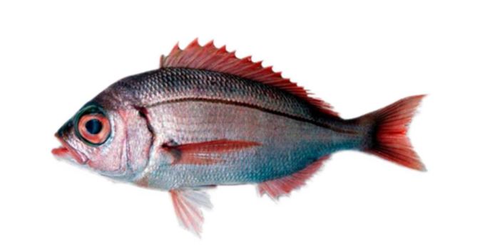 Pescado fresco sin elaborar denominado Antonito (Dentex macrophthalmus). Es un pescado de la familia Sparidae, de cuerpo rosado plateado y ojos notablemente grandes, adaptados a la vida en profundidad. Se presenta refrigerado a granel en cajas de poliestireno para su venta al público.
Concebido para uso alimentario.