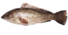 Cherne Blanco (Epinephelus aeneus) de la familia *Serranidae”. De cuerpo gris-azulado y vientre plateado. Se presenta eviscerado en cajas de 10 kilos.
Concebido para uso alimentario.
