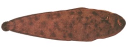 Pescado fresco sin elaborar. El Lenguado Portugués (Dagetichthys lusitanicus) fresco sin elaborar. Se trata de un pez plano de la familia Soleidae reconocible por su cuerpo ovalado y ojos dispuestos en el flanco derecho. De tonalidad pardo-amarillenta con manchas oscuras irregulares (mimetismo arenoso), raramente supera los 50 cm y 2 kg. Se presenta a granel en cajas de poliestireno para su venta al público.
Concebido para uso alimentario.