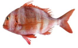 Pescado fresco sin elaborar, El Sama Roquera (Pagrus auriga) es un espárido de cuerpo plateado-rosado con distintivas bandas rojizas (más marcadas en juveniles) y una característica mancha negra en adultos. Se presenta a granel en cajas de poliestireno para su venta al público.
Concebido para uso alimentario.