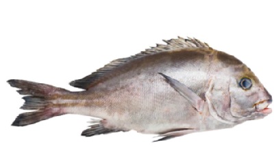Burro de ley (Plectorhinchus mediterraneus), tambien conocido como chopa mediterránea. Pez marino perteneciente a la familia Haemulidae. Se presenta a granel en cajas de poliestireno.
Concebido para uso alimentario.