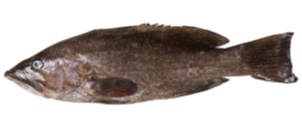 El Abade Gitano (Mycteroperca rubra), conocido como mero rojo. Pez marino perteneciente a la familia de los serranidos. Se presenta a granel en cajas de poliestireno.
Concebido para uso alimentario.