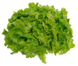 Descripción física: Lechuga Batavia de diferentes tamaños y pesos.
Función o uso: Concebido para uso alimentario