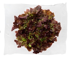 Lechuga (lactuta sativa) de hoja de roble roja, fresca. Cantidad neta 200 gramos.
Concebido para uso alimentario.