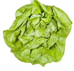 Lechuga trocadero (lactuta sativa), tipo arrepollada.
Concebido para uso alimentario.