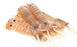 GALERAS (Squilla mantis), crustáceo estomatópodo de la familia squilidae. Producto de la pesca fresco que se presenta refrigerado a una temperatura entre 0 y 4ºC en cajas de “logifruit” con plástico y nieve en envases de 2 kg.
Función o uso: Concebido para uso alimentario.