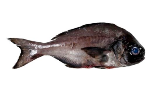 Pescado denominado Rufo Africano (Schedophilus velaini). Se trata de un pescado pelágico de la familia Centrolophidae, de cuerpo ovalado, comprimido y de color marrón oscuro a grisáceo. Se presenta refrigerado, entero y a granel en cajas de poliestireno.
Concebido para uso alimentario.
