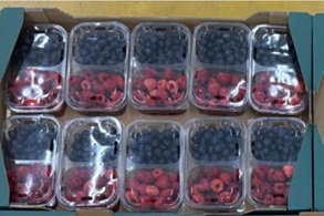 Frutas frescas, compuesto por frambuesas y arándanos (Vaccinium corymbosum) que se presentan conjuntamente en un mismo recipiente.Se presenta para su venta en tarrina para consumo directo.
Función o uso: Concebido para uso alimentario.
