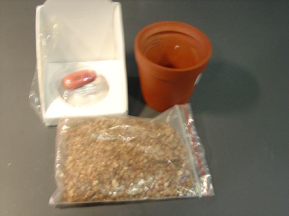 A JACK BEAN (LATIN NAME CANAVALIA ENSIFORMIS) SEED PACKAGED WITH A SMALL EARTHENWARE POT AND THE GROWING MEDIUM, ARTIFICIAL SOIL (VERMICULITE). THE BEAN SEED HAS A GOOD LUCK MESSAGE IMPREGNATED ON THE SIDE.THE BEAN SEED IS CONSIDERED TO PROVIDE THE ESSENTIAL CHARACTER OF THE SET.