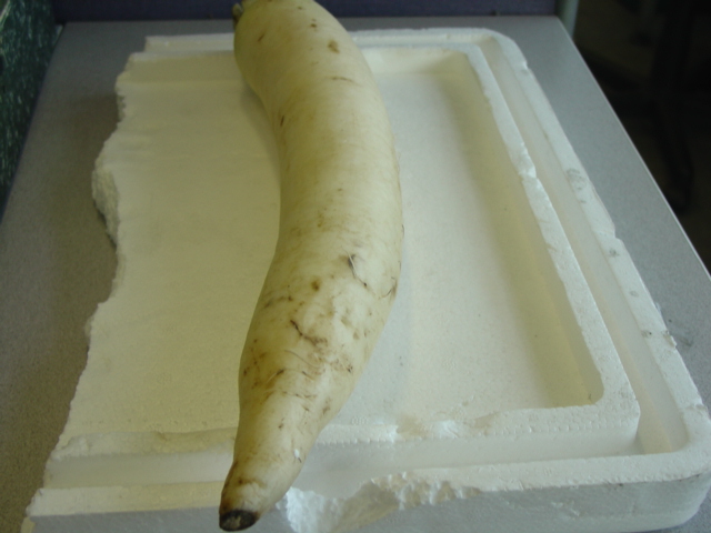 FRESH MOOLI. IMPORTED AS FRESH, WHOLE, CHILLED  VEGETABLES. FROM CHINA.  LATIN  NAME RAPHANAS SATIVUS LONGIPINNATES .A MOOLI IS A GIANT WHITE RADISH, WHICH IS WIDELY USED IN JAPANESE, ASIAN COOKING.  IT CAN BE EATEN  RAW OR COOKED. IT HAS A  PEPPERY TASTE TO IT.