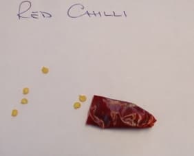 DRIED RED CHILLI