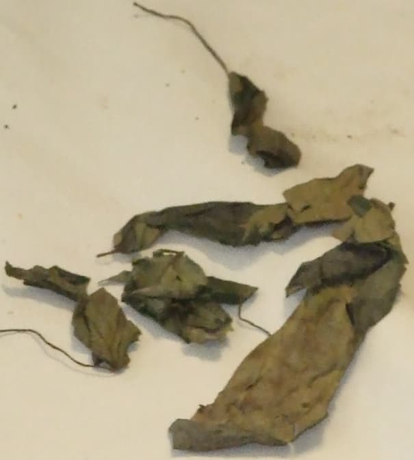 UZIZA LEAVES. LEAVES OF THE WEST AFRICAN PEPPER, ALSO KNOWN AS THE ASHANTI PEPPER, WHICH IS A VINE (PIPER GUINEENSE/PIPER CLUSII). USED EITHER AS A FRESH VEGETABLE, OR AS AN INGREDIENT IN SOUPS AND STEWS.