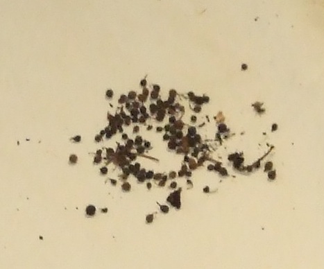 UZIZA SEEDS. RAW. DRIED. THESE ARE THE SEEDS OF THE WEST AFRICAN PEPPER, ALSO KNOWN AS THE ASHANNTI PEPPER (PIPER GUINEESE OR PIPER CLUSII). USED AS A SPICE (PEPPER). AN INGREDIENT IN SOUPS AND STEWS.