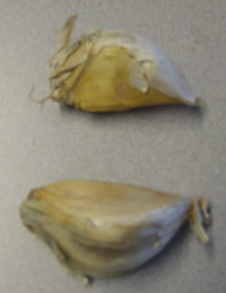 AN ALLIACEOUS VEGETABLE KNOWN AS ELEPHANT GARLIC. FRESH GARLIC TOES (CLOVES) APPROX 7CM IN SIZE. OF THE KIND ALLIUM AMPELOPRASUM. FOR PLANTING AND NOT FOR DIRECT CONSUMPTION.