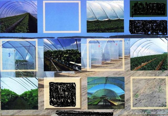 POLYTHENE SHEETING THAT COVERS THE WHOLE STRUCTURE OF POLYTUNNELS AND GREENHOUSES. IT COMES IN SHEET / FILM FORM AND IS MADE UP OF CO-EXTRUDED, LOW DENSITY, POLYTHENE IN THICKNESS OF 100-200 MICRON. THE POLYTHENE IS PACKAGED AND SUPPLIED ON ROLLS CONTAINING UP TO 800M PER ROLL.