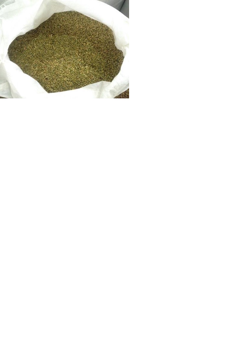 FREEKEH GREEN WHEAT. IT HAS BEEN ROASTED, DRIED, SIEVED, AND THEN PLACED IN 25 KILOGRAMME BAGS.