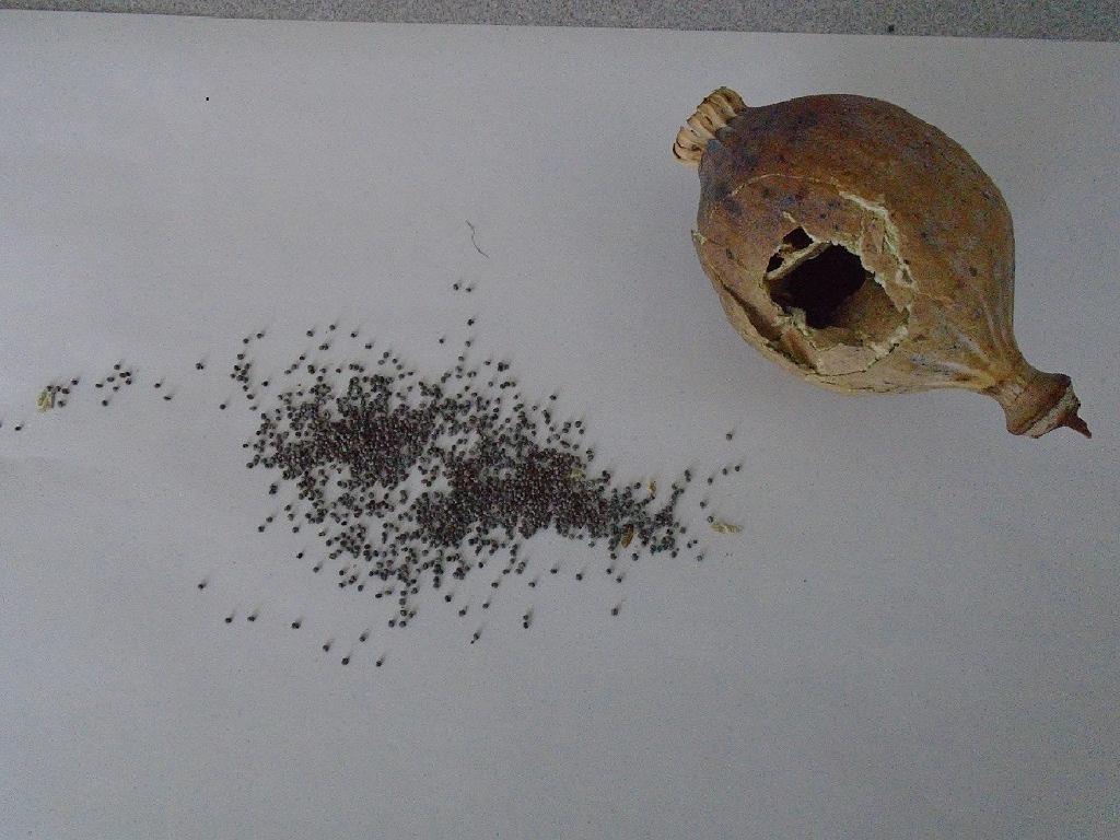 DRIED POPPY HEADS. LARGE SEED HEADS FILLED WITH NUMEROUS GREY/BLACK SMALL SEEDS. THESE ARE INTENDED TO BE BOILED IN WATER WITH THE RESULTANT MIXTURE FOR USE ON THE HAIR.