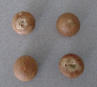 ARECA NUTS - VERY HARD, DRY OBLONG SHAPED NUTS WITH A WOODY TEXTURE. THE OUTER SURFACE HAS A REDDISH BROWN MOTTLED EFFECT.