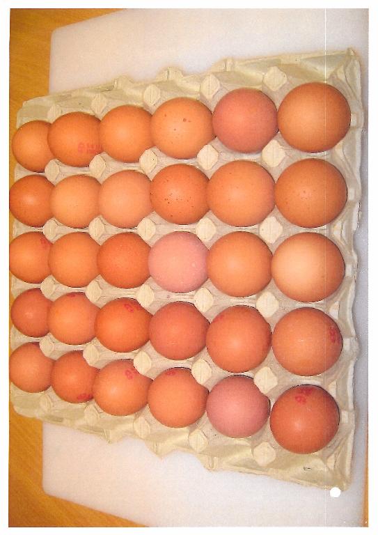 MOULDED TRAYS.
THE INTENDED USE IS FOR HOLDING EGGS.
THE PRODUCT IS MADE OF PAPER PULP
THEY ARE IMPORTED IN VARIOUS SIZES.