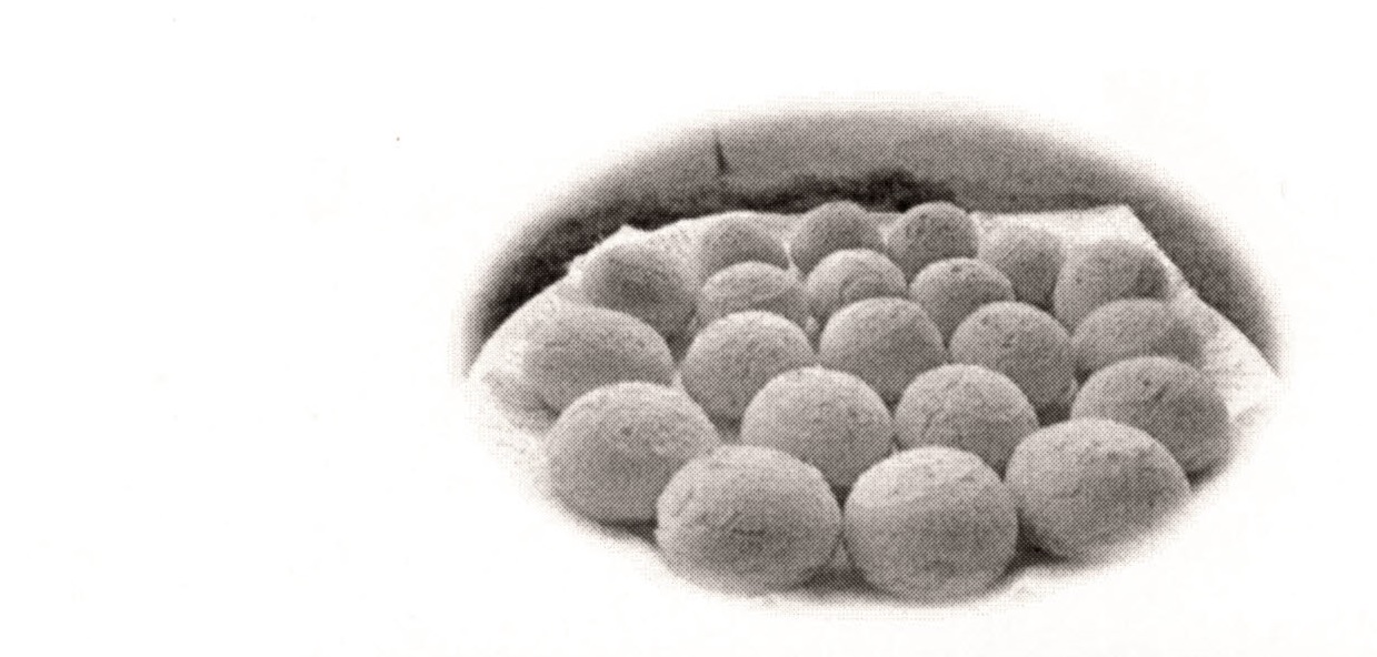 PASTA ALIMENTARE NON COTTA NÉ FARCITA, PRESENTATA SOTTO FORMA DI PALLINE DI VARIE DIMENSIONI (12g/17g/34g), CONFEZIONATE IN BUSTE DA 340g. O DA 1000g. IL PRODOTTO E' VENDUTO  CONGELATO E DEVE ESSERE COTTO IN FORNO PRIMA DI ESSERE CONSUMATO.
COMPOSIZIONE DICHIARATA: FECOLA DI MANIOCA (34%), FORMAGGIO GRUYERE AOP (17%), PATATE (17%),LATTE PARZIALMENTE SCREMATO UOVA, OLIO DI SEMI DI GIRASOLE, SALE.