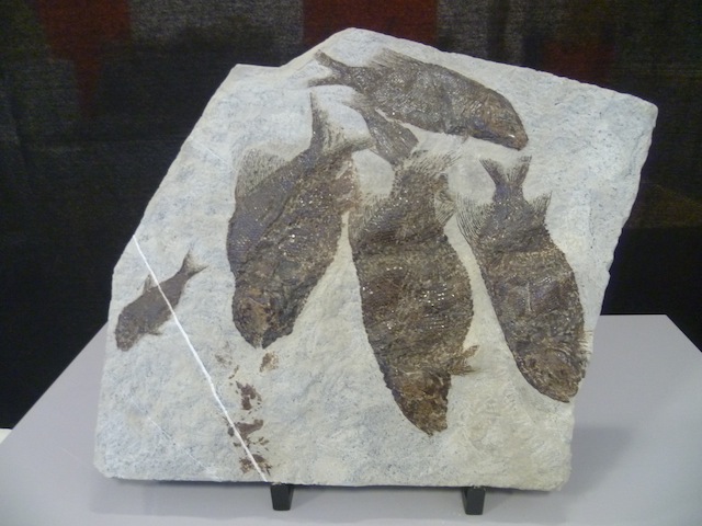 PIETRA CALCAREA CON FOSSILI.
LA PIETRA E' RUGOSA AL TATTO E PRESENTA DIVERSE COLORAZIONI. LA MERCE E' DESTINATA A SUBIRE DELLE LAVORAZIONI AL FINE DI OTTENERE OGGETTI DESTINATI ALL'ARREDAMENTO.