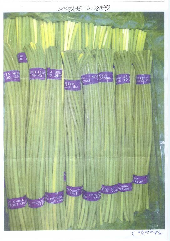 STELI DI AGLIO REFRIGERATO, SEPARATI DAL BULBO DELL’AGLIO (VARIETÀ ALLIUM SATIVUM).
LA MERCE VIENE TRASPORTATA E CONSERVATA AD UNA TEMPERATURA DI POCO SUPERIORE A 0° C.
GLI STELI SONO SELEZIONATI DELLO STESSO DIAMETRO E RIUNITI IN MAZZI.