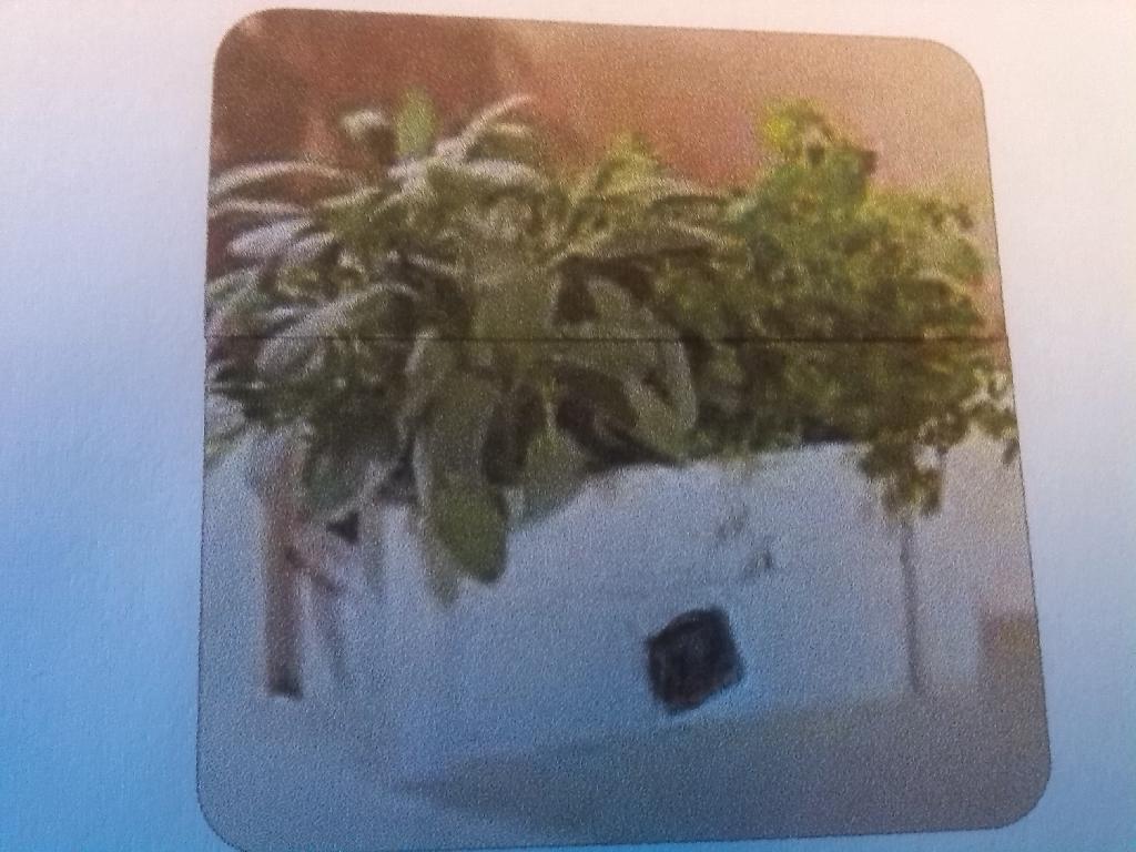 ASSORTIMENTO COSTITUITO, PER DICHIARAZIONE DI PARTE, DA CASSETTA IN LEGNO DI 26 x 16 x 11 CM CONTENENTE UNA CONFEZIONE DI SEMI DI MENTA E SALVIA, UNA BUSTA DI NYLON CONTENENTE TERRICCIO COMPATTO IN FIBRA DI COCCO E LE ISTRUZIONI PER UN CORRETTO UTILIZZO.
IL CARATTERE ESSENZIALE DELL’ASSORTIMENTO E’ DATO DAI SEMI.