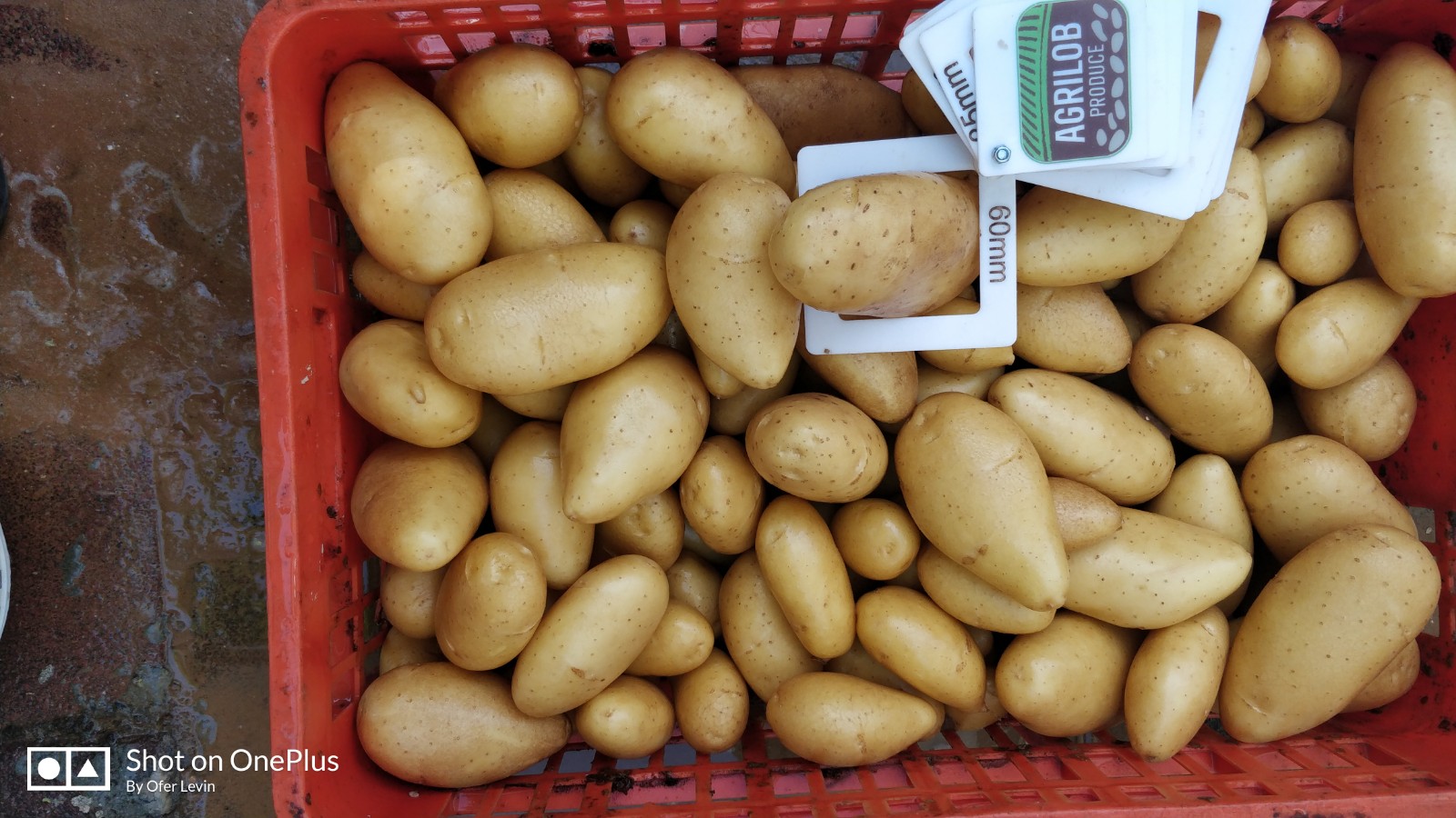 Aardappelen met -volgens opgave- onder andere de volgende kenmerken:
- bestemd voor menselijke consumptie;
- vers;	
- stevig;
- ovaal van vorm;
- een gele schil;
- ondiepe ogen.
Aangeboden in bulk, in bigbags van 1250 tot 1350 kg.