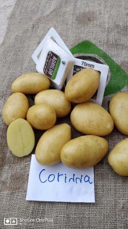 Aardappelen met -volgens opgave- onder andere de volgende kenmerken:
- bestemd voor menselijke consumptie;
- vers;	
- stevig;
- ovaal van vorm;
- een gladde gele schil;
- ondiepe ogen.
Aangeboden in bulk, in bigbags van 1250 tot 1350 kg.