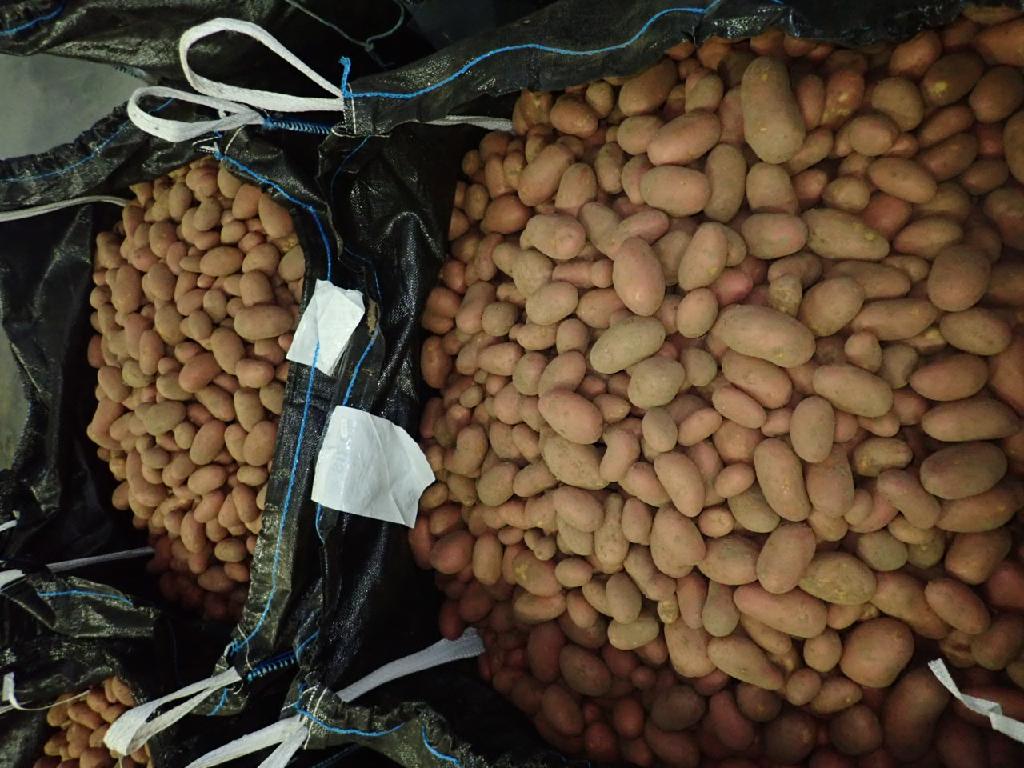 Aardappelen met -volgens opgave- onder andere de volgende kenmerken:
- bestemd voor menselijke consumptie;
- vers;	
- stevig;
- ovaal van vorm;
- een rode schil;
- een gele vleeskleur;
- ondiepe ogen.
Aangeboden in bulk, in bigbags van 1250 tot 1350 kg.