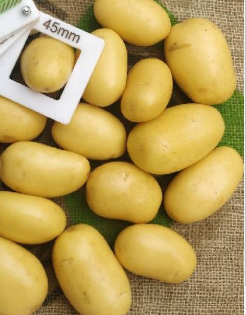 Aardappelen met –volgens opgave– onder andere de volgende kenmerken en eigenschappen:
- voor menselijke consumptie;
- speciaal geschikt voor gebruik in salades;
- vers;
- een gele schil met ondiepe pitten (oppervlakkige ogen);
- geel vlees;
- vastkokend;
- ovaal.
De aardappelen worden ongewassen aangeboden, met een gewicht variërend van ongeveer 1250 tot 1350 kg, in big bags.