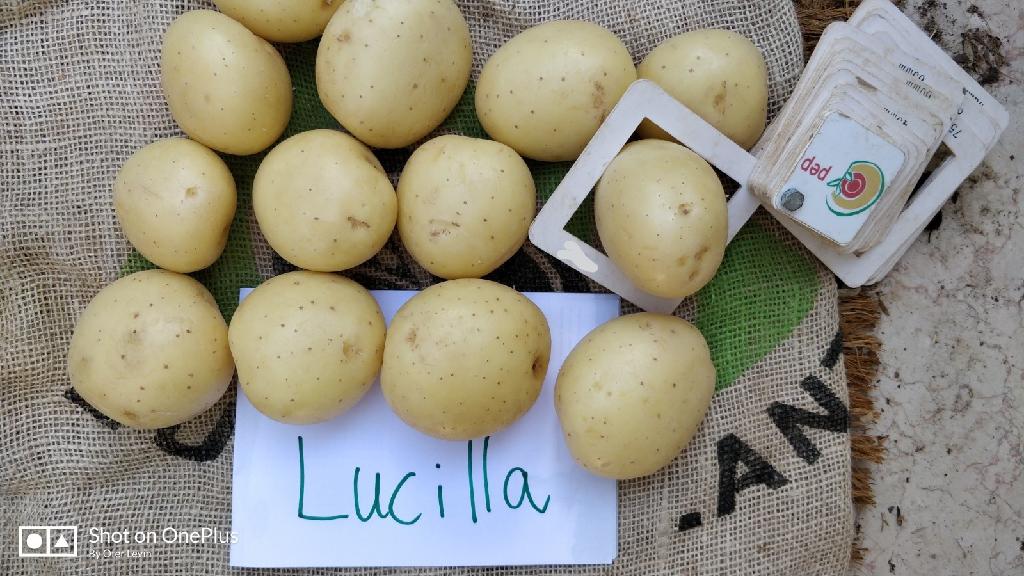 Aardappelen met –volgens opgave- de volgende kenmerken:
- bedoeld voor menselijke consumptie;
- vers;
- bloemig, droogkokend;
- kortovaal;
- een korte pitdiepte;
- een zachtgele schilkleur;
- een gele vleeskleur;
- geschikt om te pureren doordat het een bloemige (droogkokende) aardappel is.
De aardappelen worden in bulk Jumbozakken van 1250-1350 kg aangeboden.