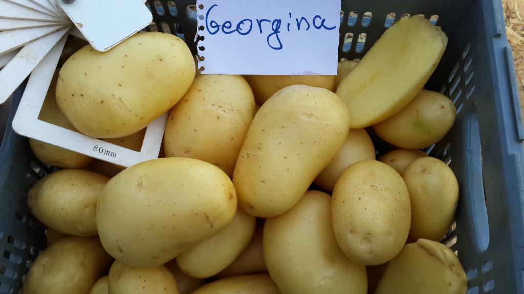 Aardappelen met –volgens opgave- de volgende kenmerken:
- bedoeld voor menselijke consumptie;
- vers;
- vrij vastkokend;
- kortovaal van vorm;
- een ondiepe ogen;
- een gladde gele schil;
- een gele/lichtgele vleeskleur.
De aardappelen worden in bulk aangeboden.