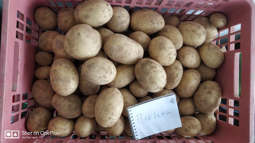 Aardappelen met –volgens opgave- de volgende kenmerken:
- bedoeld voor menselijke consumptie;
- vers;
- vrij vastkokend;
- rond-ovaal van vorm;
- een ondiepe ogen;
- een gladde gele schil;
- een gele/lichtgele vleeskleur.
De aardappelen worden in bulk, in bigbags van 1250-1350 kg, aangeboden.