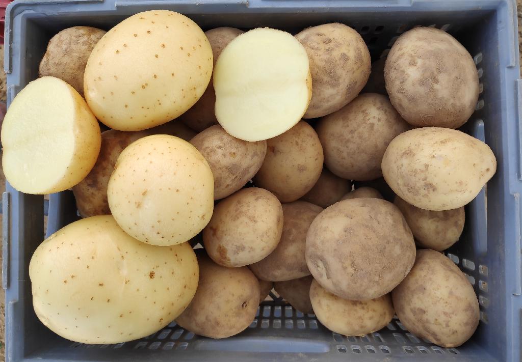 Aardappelen met –volgens opgave– onder andere de volgende kenmerken en eigenschappen:
- bedoeld voor menselijke consumptie;
- vrij stevig;
- rond ovaal van vorm;
- een gladde, lichtgele schil;
- een lichtgele vleeskleur;
- oppervlakkige ogen.
De aardappelen worden aangeboden in bulk.