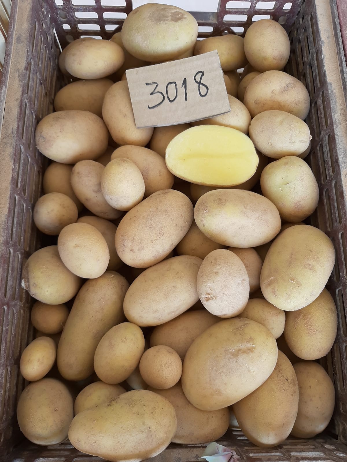 Aardappelen met –volgens opgave– onder andere de volgende kenmerken en eigenschappen:
- bestemd voor menselijke consumptie;
- vers;
- stevig;
- ovaal van vorm;
- een gladde gele schil;
- oppervlakkige ogen.
Aangeboden in bulk, in big bags van 1250 tot 1350 kg.