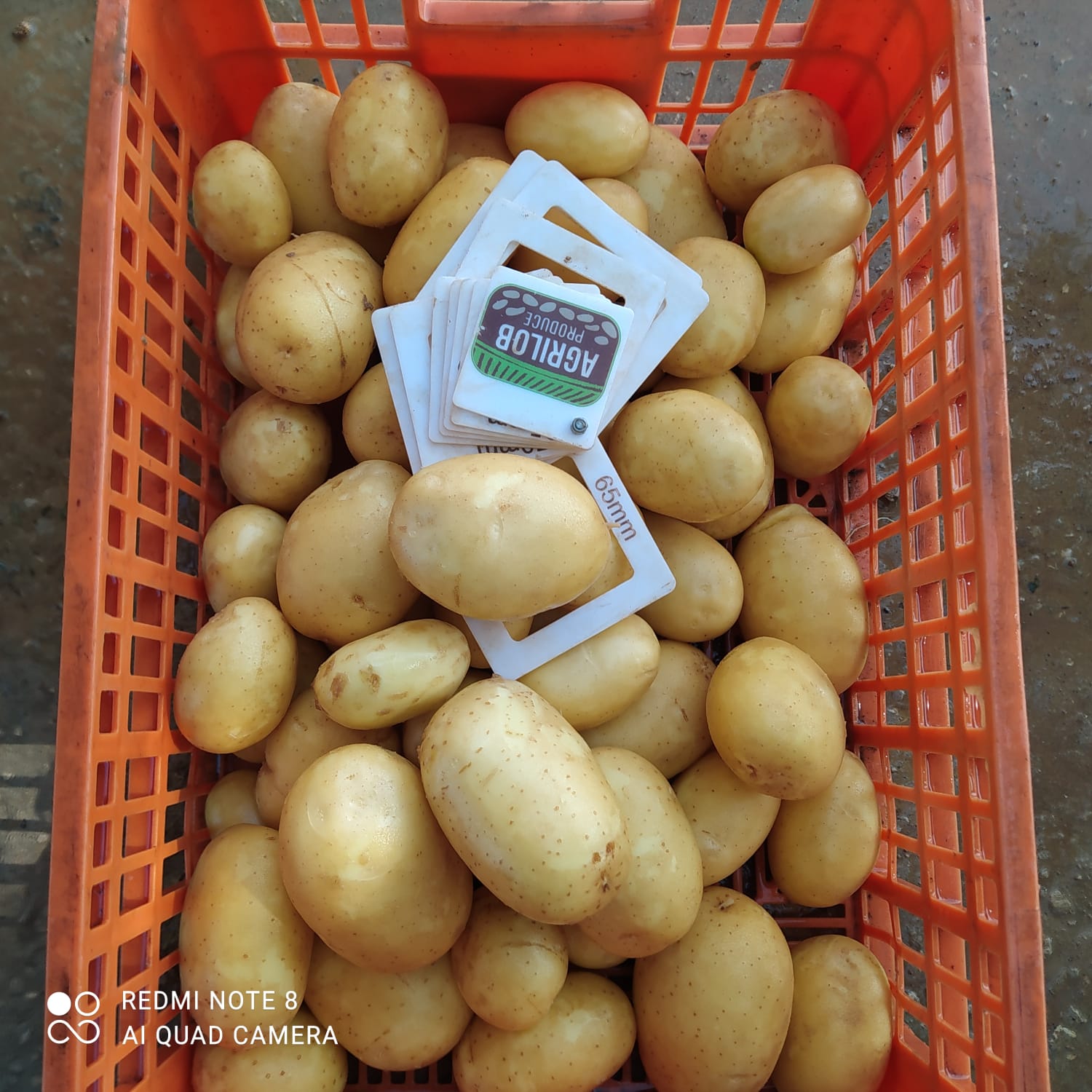Aardappelen met -volgens opgave- onder andere de volgende kenmerken:
- bedoeld voor menselijke consumptie;
- vers;
- vrij vastkokend;
- ovaal van vorm;
- een gladde, gele schil;
- zeer ondiepe ogen;
- een gele vleeskleur.
Aangeboden in bulk.