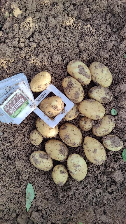 Aardappelen met -volgens opgave- onder andere de volgende kenmerken en eigenschappen:
- bestemd voor menselijke consumptie;
- vers;
- stevig;
- ovaal van vorm;
- een gladde gele schil;
- ondiepe ogen.
Aangeboden in bulk, in bigbags van 1.250 tot 1.350 kg.