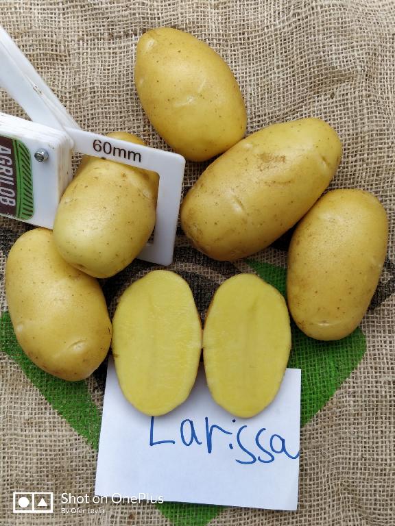Aardappelen met -volgens opgave- onder andere de volgende kenmerken en eigenschappen:
- bestemd voor menselijke consumptie;
- vers;
- vrij stevig;
- ovaal van vorm;
- een gladde, gele schil;
- ondiepe ogen.
Aangeboden in bulk, in bigbags van 1.250 tot 1.350 kg.