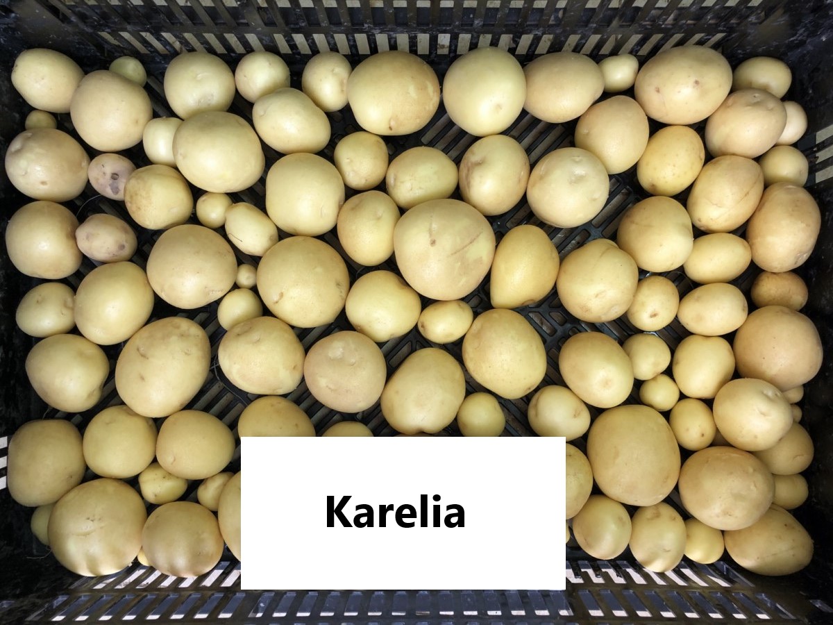 Aardappelen met -volgens opgave- onder andere de volgende kenmerken en eigenschappen:
- bestemd voor menselijke consumptie;
- vers;
- melig;
- rond van vorm;
- een gele, licht ruwe schil;
- een gele vleeskleur;
- ondiepe ogen.
Aangeboden in bulk, in bigbags van 1.250 tot 1.350 kg.
